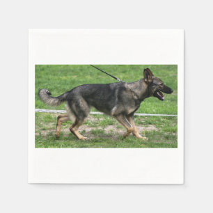 german shepherd sable walking Paper Napkin
