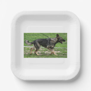 german shepherd sable walking paper plate