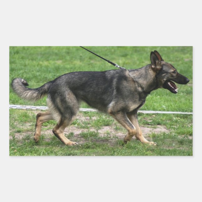 german shepherd sable walking Sticker (Front)