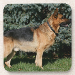 German Shepherd Show Stand Coaster