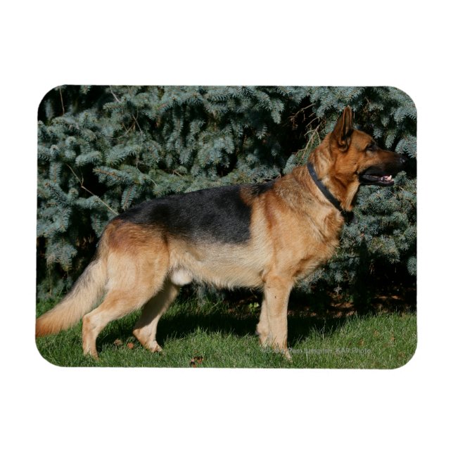 German Shepherd Show Stand Magnet (Horizontal)