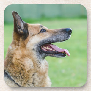 German Shepherd Side Portrait Coaster