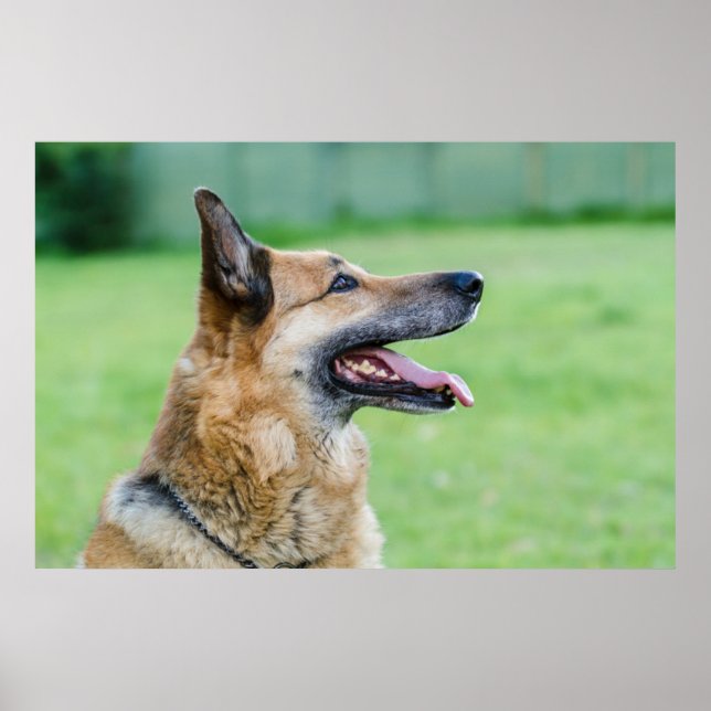 German Shepherd Side Portrait Poster (Front)