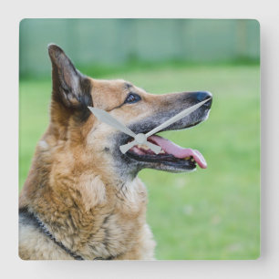 German Shepherd Side Portrait Square Wall Clock