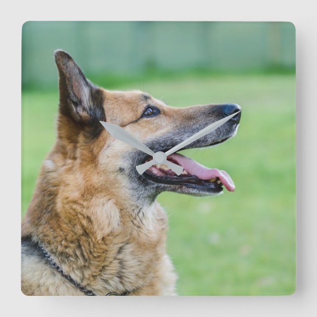 German Shepherd Side Portrait Square Wall Clock (Front)