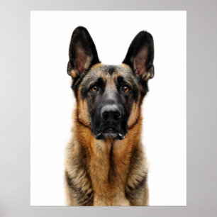 German Shepherd Sitting Up Poster