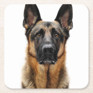 German Shepherd Sitting Up Square Paper Coaster