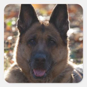 German Shepherd Square Sticker