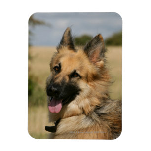 German Shepherd Sticking Tongue Out Magnet