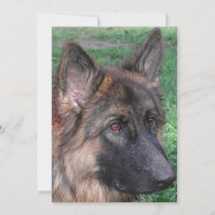 german shepherd thank you card