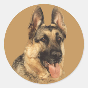 German Shepherd Very Handsome Sticker
