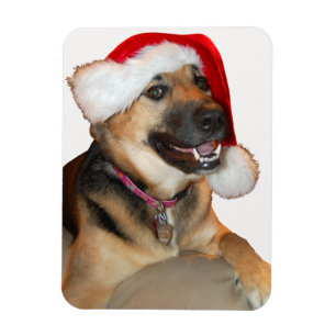 German Shepherd wearing a Santa Claus Hat Magnet