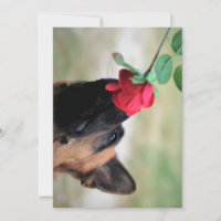 german shepherd with rose