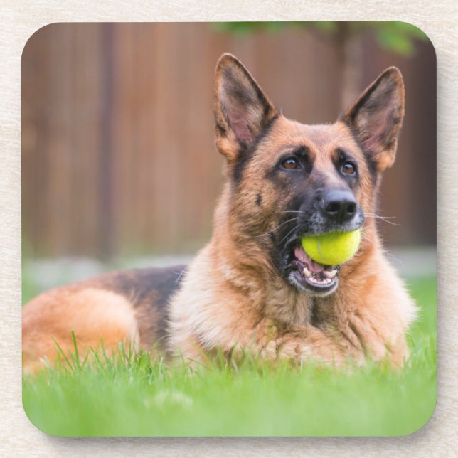 German Shepherd With Tennis Ball Coaster (Front)