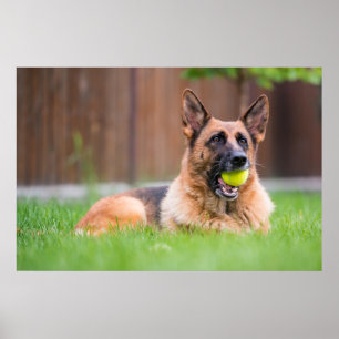 German Shepherd With Tennis Ball Poster