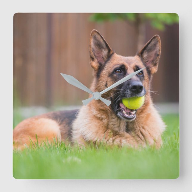 German Shepherd With Tennis Ball Square Wall Clock (Front)