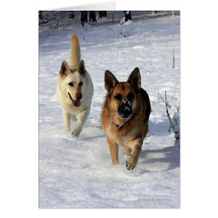 German Shepherds Running in the Snow
