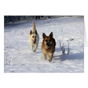 German Shepherds Running in the Snow