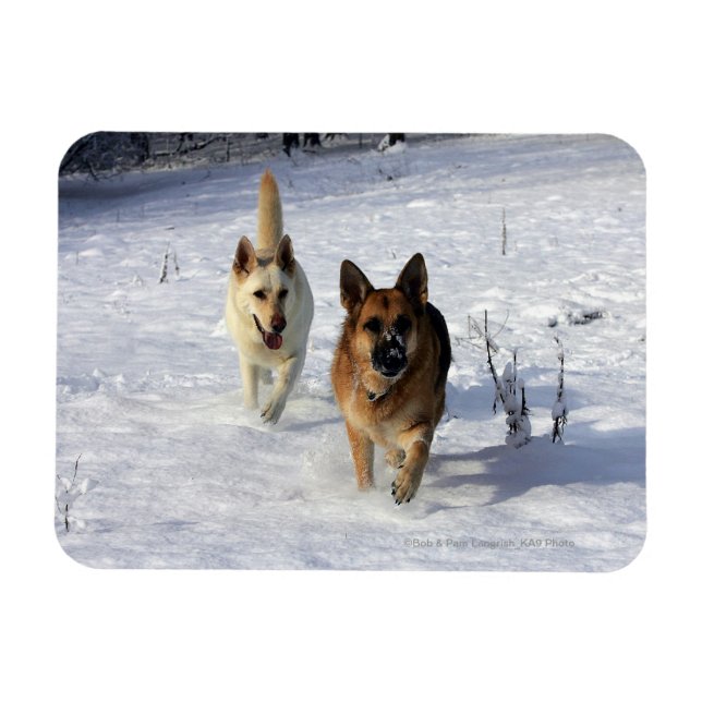German Shepherds Running in the Snow Magnet (Horizontal)