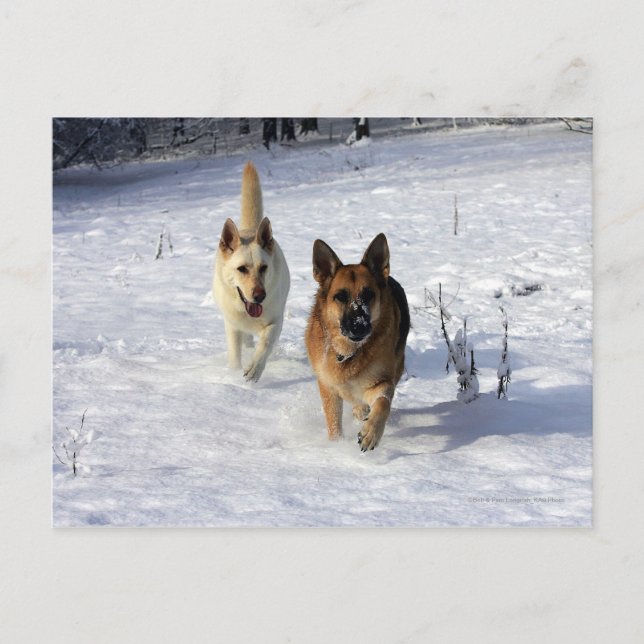 German Shepherds Running in the Snow Postcard (Front)
