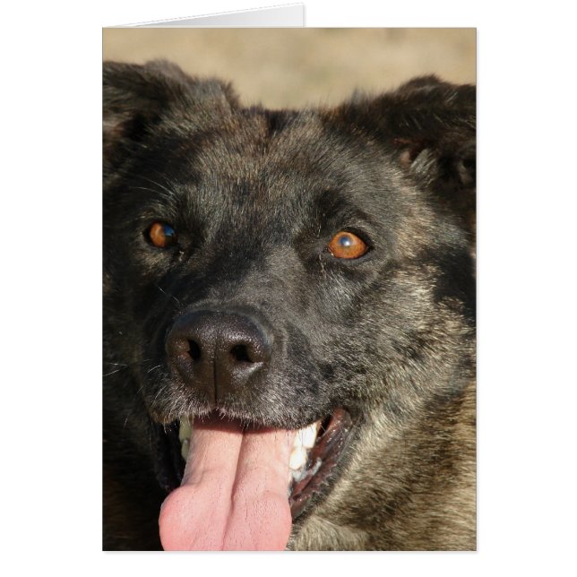 German Sherpherd Mix (Front)