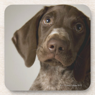 German Short-Haired Pointer puppy Coaster