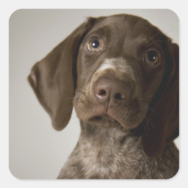 German Short-Haired Pointer puppy Square Sticker (Front)