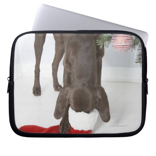 German short-haired pointer sticking snout in laptop sleeve (Front)