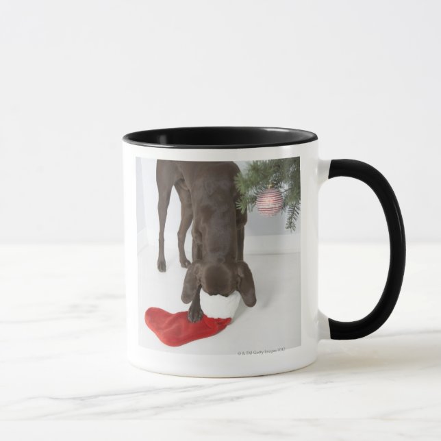 German short-haired pointer sticking snout in mug (Right)