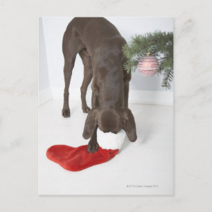 German short-haired pointer sticking snout in postcard