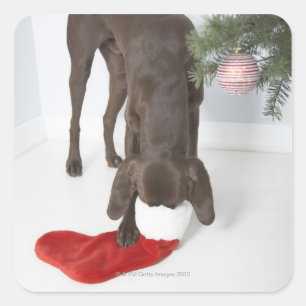 German short-haired pointer sticking snout in square sticker