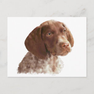 German Shorthair Puppy Postcard