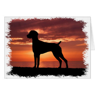 German Shorthaired Pointer