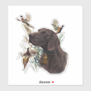 German shorthaired pointer 