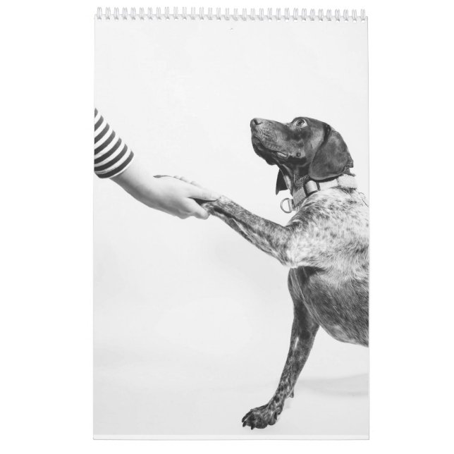 German Shorthaired Pointer 2024 Calendar GSP Dog (Back)