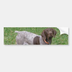 German Shorthaired Pointer  Bumper Stickers