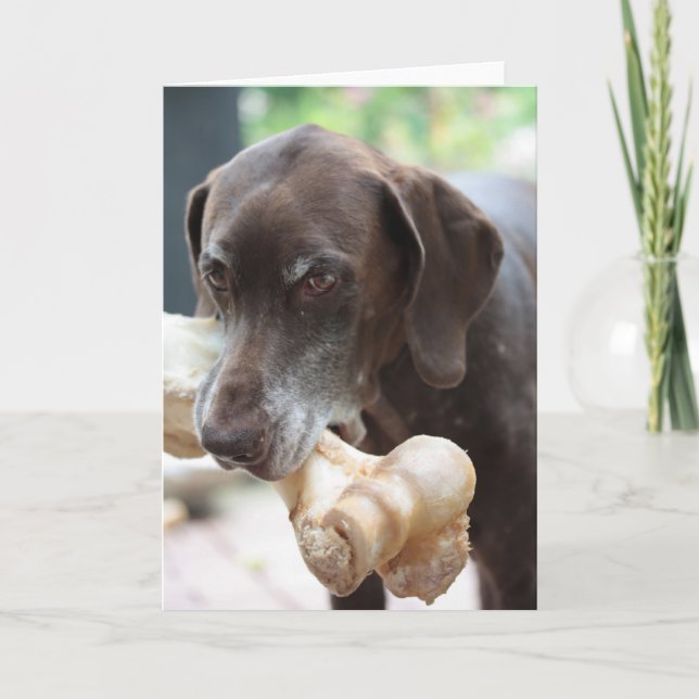 german shorthaired pointer card (Front)