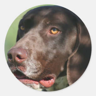 German Shorthaired Pointer Classic Round Sticker