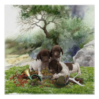 German Shorthaired Pointer cute puppies