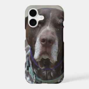 German Shorthaired Pointer Dog