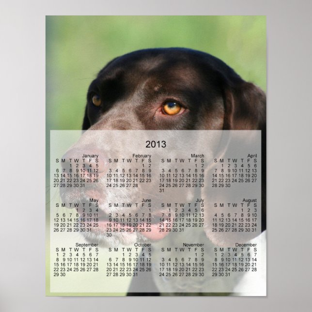 German Shorthaired pointer dog 2013 calendar print (Front)