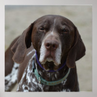 German Shorthaired Pointer Dog