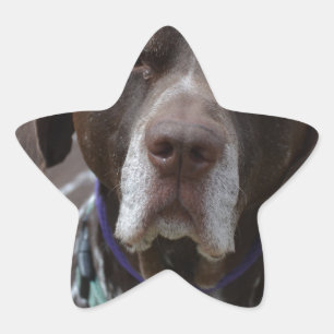 German Shorthaired Pointer Dog Star Sticker