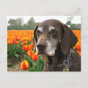 german shorthaired pointer flower field postcard