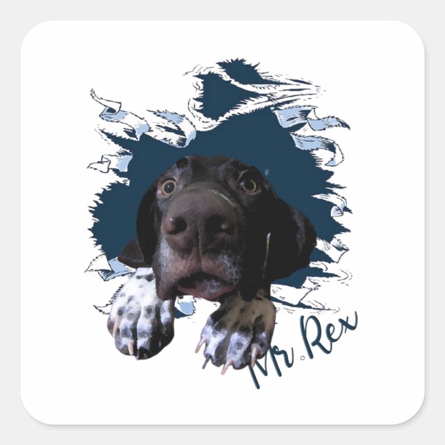 German Shorthaired Pointer,funny face Bandanna Squ Square Sticker (Front)