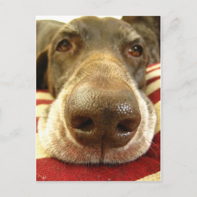 german shorthaired pointer nose postcard (Front)