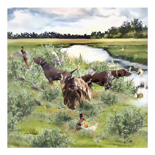 German Shorthaired pointer Photo Print