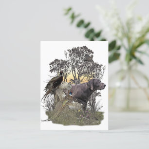 German Shorthaired Pointer Postcard