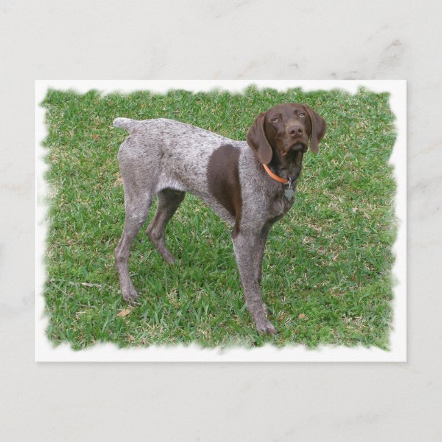 German Shorthaired Pointer Postcard (Front)