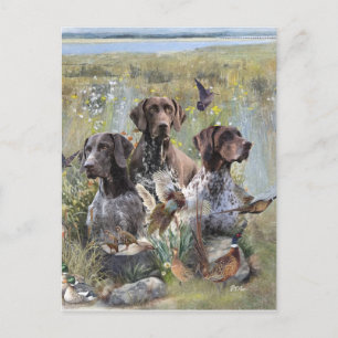 German Shorthaired Pointer  Postcard
